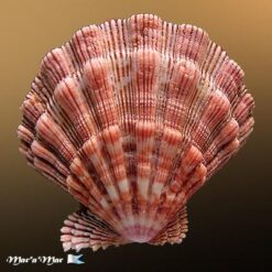 Nodipecten nodosus (Linnaeus, 1758) - Imagem 2