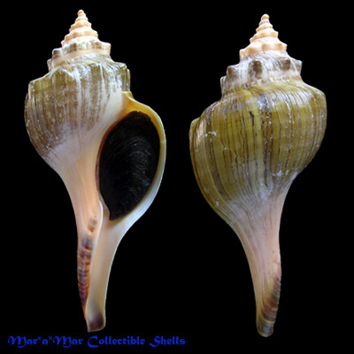 Pleuroploca granosa (Broderip. 1832)