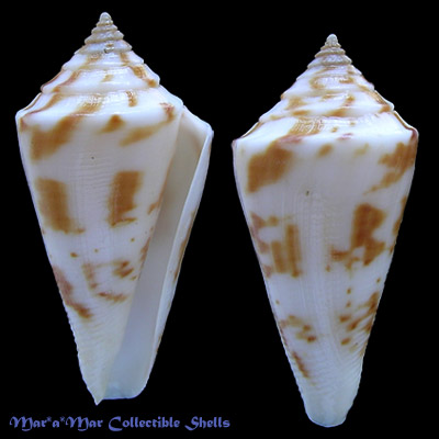 Conus tostesi Petuch, 1986