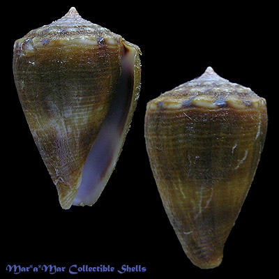Conus mus Hwass, 1792