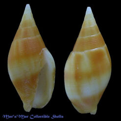 Mitra acuminata Swainson, 1824