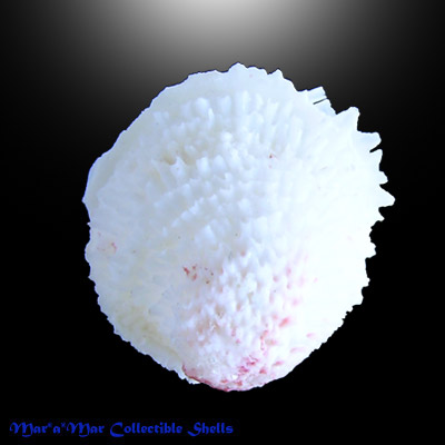 Chama macerophylla (Gmelin, 1791)