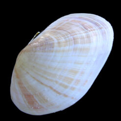 Gari maxima (deshayes, 1855)