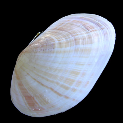 Gari maxima (deshayes, 1855)