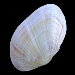 Gari maxima (deshayes, 1855) - Imagem 2