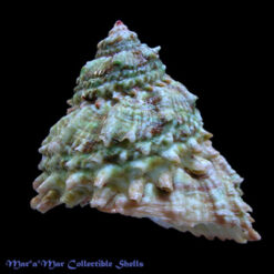 Astraea caelata (Gmelin, 1791)