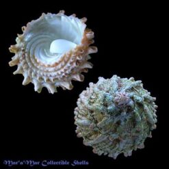 Astraea caelata (Gmelin, 1791) - Imagem 2
