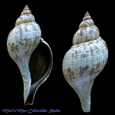 Fasciolaria tulipa hollisteri Weisbord, 1962