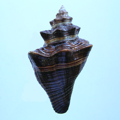 Pugilina tupiniquim Abbate & Simone, 2015