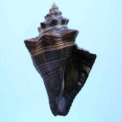 Pugilina tupiniquim Abbate & Simone, 2015 - Imagem 2