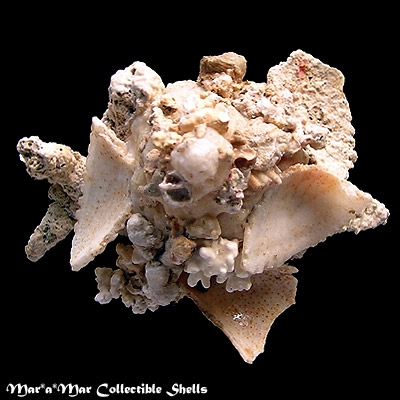 Xenophora conchyliophora (Born, 1780)