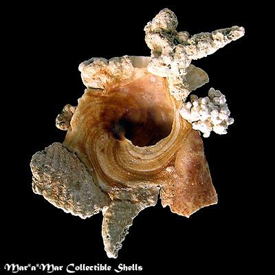 Xenophora conchyliophora (Born, 1780) - Imagem 2