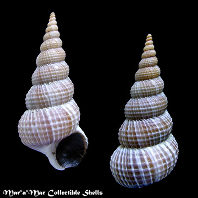 Amaea ferminiana (Dall, 1908)