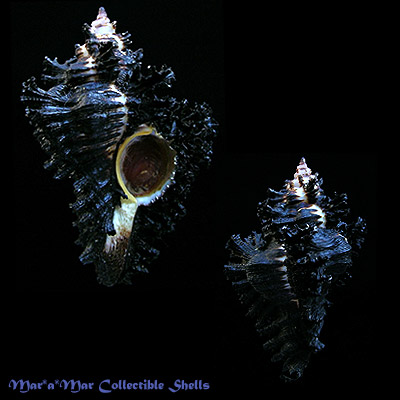 Chicoreus brunneus Link, 1807