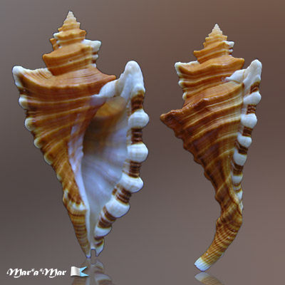 Cymatium femorale (Linnaeus, 1758)