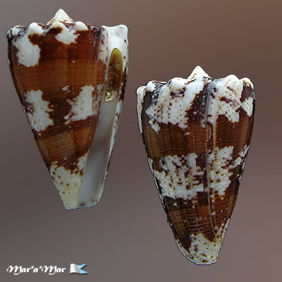 Conus regius Gmelin, 1791