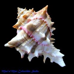 Phyllonotus brassica (Lamark, 1822) - Imagem 2