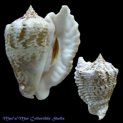 Strombus raninus Gmelin, 1791