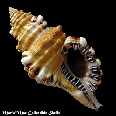 Cymatium parthenopeum (Von Salis, 1793)
