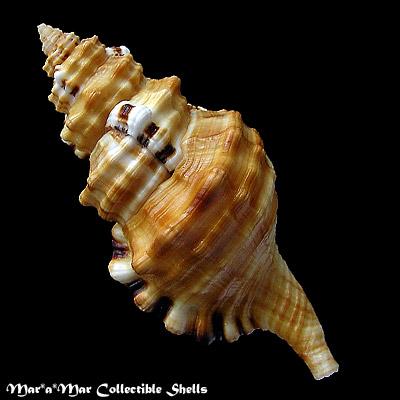 Cymatium parthenopeum (Von Salis, 1793) - Image 2
