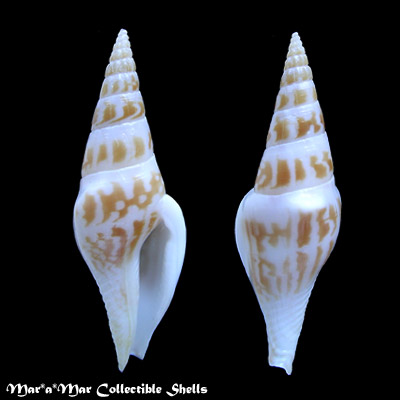 Strombina fusinoidea Dall, 1916