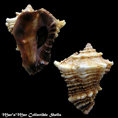 Vasum cassiforme (Kiener, 1841)