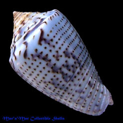Conus puncticulatus cardonensis Cargile,1997