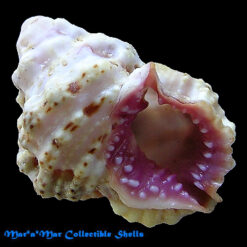 Bursa rhodostoma (Sowerby, 1835)