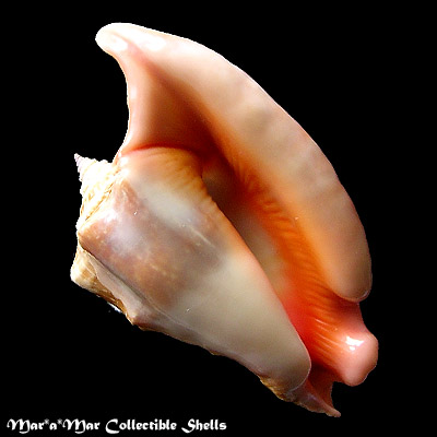 Strombus peruvianus Swainson, 1823