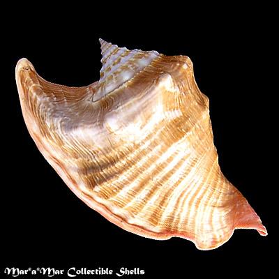 Strombus peruvianus Swainson, 1823 - Imagem 2