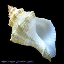 Solenosteira pallida (Broderip & Sowerby, 1846)