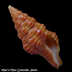 Latirus concentricus (Reeve, 1847)