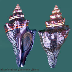 Pugilina tupiniquim Abbate & Simone, 2015*