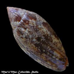Plicoliva zelindae (Petuch, 1979) - Imagem 2