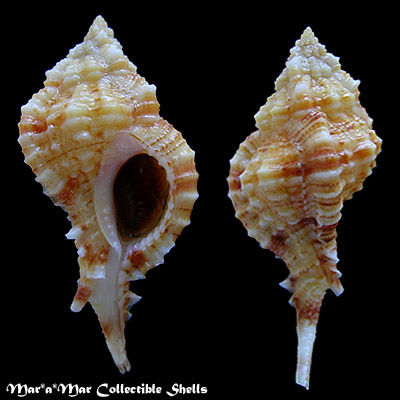 Chicoreus coltrorum E. Vokes, 1991