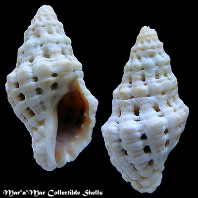 Lepsiella vinosa (Lamarck, 1822)