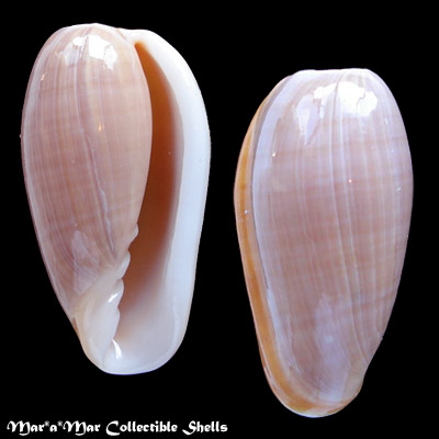 Bullata bullata (Born, 1778)