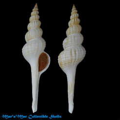 Fusinus frenguelli (Carcelles, 1953)