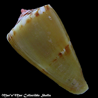 Conus pseudocardinalis Coltro, 2004