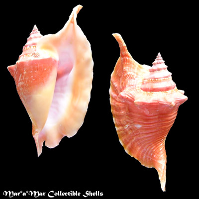 Strombus gallus Linnaeus, 1758