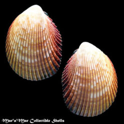 Trachycardium magnum (Linnaeus, 1758)