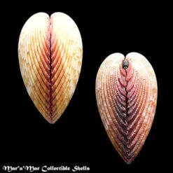 Trachycardium magnum (Linnaeus, 1758) - Imagem 2