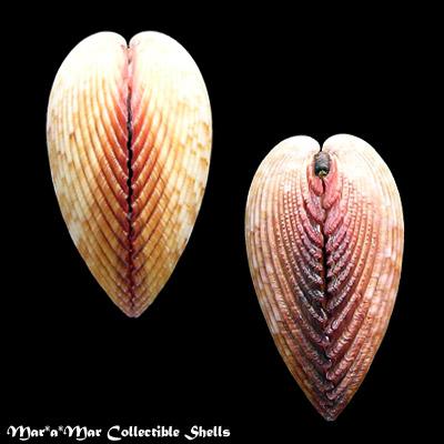 Trachycardium magnum (Linnaeus, 1758) - Imagem 2