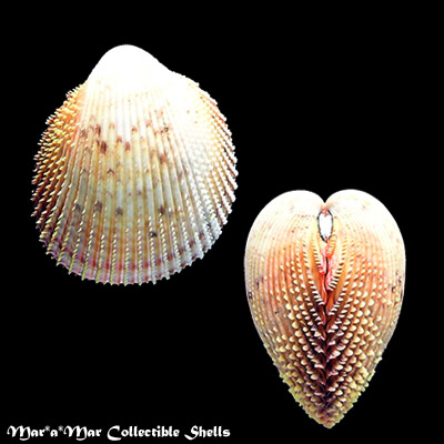 Trachycardium muricatum (Linnaeus, 1758)