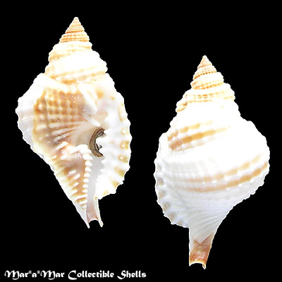 Distorsio robinsonni Petuch, 1987