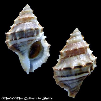 Bufonaria nana (Broderip & Sowerby, 1829)