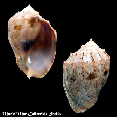 Harpa crenata Swainson, 1822