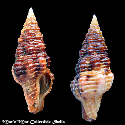 Latirus hemphilli Hertlein & Strong, 1951