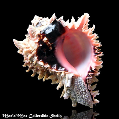 Phyllonotus regius (Swainson, 1821)
