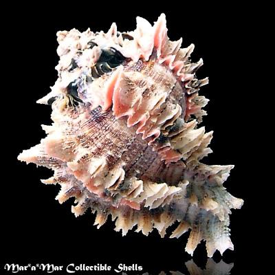 Phyllonotus regius (Swainson, 1821) - Imagem 2